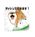 柴犬の日常スタンプ Shibainu life stamp（個別スタンプ：11）