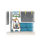 柴犬の日常スタンプ Shibainu life stamp（個別スタンプ：20）