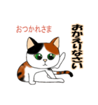 三毛猫ちゃんの日常会話（個別スタンプ：1）