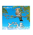 八重山諸島の野鳥大好き14。沖縄行きたい。（個別スタンプ：2）