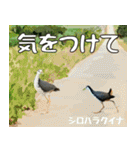 八重山諸島の野鳥大好き14。沖縄行きたい。（個別スタンプ：4）