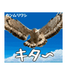 八重山諸島の野鳥大好き14。沖縄行きたい。（個別スタンプ：10）