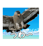 八重山諸島の野鳥大好き14。沖縄行きたい。（個別スタンプ：11）