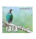 八重山諸島の野鳥大好き14。沖縄行きたい。（個別スタンプ：12）