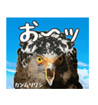 八重山諸島の野鳥大好き14。沖縄行きたい。（個別スタンプ：14）