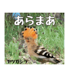 八重山諸島の野鳥大好き14。沖縄行きたい。（個別スタンプ：15）