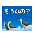 八重山諸島の野鳥大好き14。沖縄行きたい。（個別スタンプ：16）