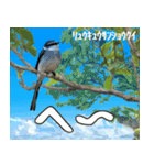 八重山諸島の野鳥大好き14。沖縄行きたい。（個別スタンプ：17）