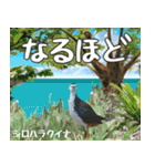 八重山諸島の野鳥大好き14。沖縄行きたい。（個別スタンプ：18）