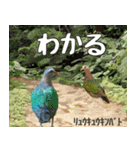 八重山諸島の野鳥大好き14。沖縄行きたい。（個別スタンプ：19）