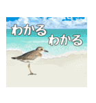 八重山諸島の野鳥大好き14。沖縄行きたい。（個別スタンプ：20）