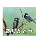 八重山諸島の野鳥大好き14。沖縄行きたい。（個別スタンプ：22）