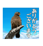 八重山諸島の野鳥大好き14。沖縄行きたい。（個別スタンプ：23）