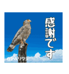 八重山諸島の野鳥大好き14。沖縄行きたい。（個別スタンプ：24）