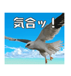 八重山諸島の野鳥大好き14。沖縄行きたい。（個別スタンプ：26）