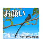 八重山諸島の野鳥大好き14。沖縄行きたい。（個別スタンプ：28）