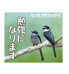 八重山諸島の野鳥大好き14。沖縄行きたい。（個別スタンプ：29）