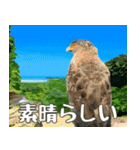 八重山諸島の野鳥大好き14。沖縄行きたい。（個別スタンプ：31）