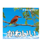 八重山諸島の野鳥大好き14。沖縄行きたい。（個別スタンプ：32）