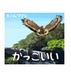 八重山諸島の野鳥大好き14。沖縄行きたい。（個別スタンプ：33）