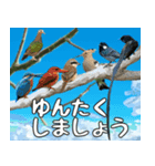 八重山諸島の野鳥大好き14。沖縄行きたい。（個別スタンプ：37）