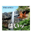 八重山諸島の野鳥大好き14。沖縄行きたい。（個別スタンプ：38）