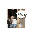 ちはちゃんスタンプ 動画 0〜1歳（個別スタンプ：3）