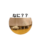 動くチワワのなつくん（個別スタンプ：5）