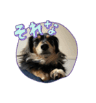 GONTA Chihuachs（個別スタンプ：5）