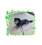 GONTA Chihuachs（個別スタンプ：8）