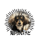 GONTA Chihuachs（個別スタンプ：10）