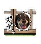 GONTA Chihuachs（個別スタンプ：15）