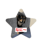 GONTA Chihuachs（個別スタンプ：16）