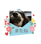 GONTA Chihuachs（個別スタンプ：17）