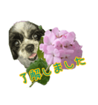 癒やしのDogとFlower（個別スタンプ：22）