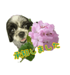 癒やしのDogとFlower（個別スタンプ：23）