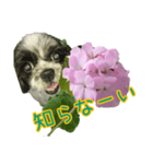 癒やしのDogとFlower（個別スタンプ：26）