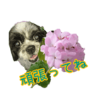 癒やしのDogとFlower（個別スタンプ：28）