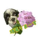 癒やしのDogとFlower（個別スタンプ：30）