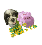 癒やしのDogとFlower（個別スタンプ：31）