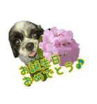 癒やしのDogとFlower（個別スタンプ：33）