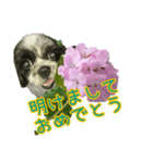 癒やしのDogとFlower（個別スタンプ：34）