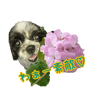 癒やしのDogとFlower（個別スタンプ：36）