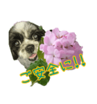 癒やしのDogとFlower（個別スタンプ：38）