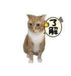 汎用性高い猫（マルメイch）（個別スタンプ：40）