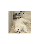 まるプーポポのスタンプ（個別スタンプ：4）