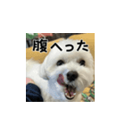 まるプーポポのスタンプ（個別スタンプ：6）