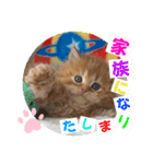 ねこまーち プリンスフェイバリット（個別スタンプ：8）