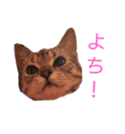 みかん日和6（個別スタンプ：1）