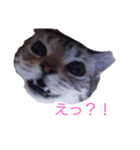 みかん日和6（個別スタンプ：2）